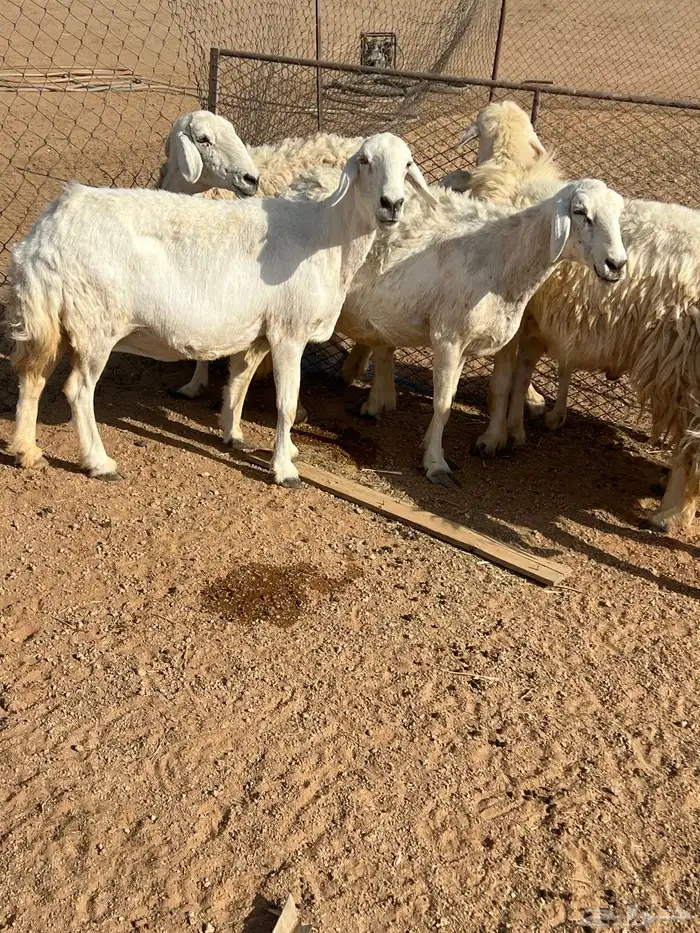 حريات للبيع 4