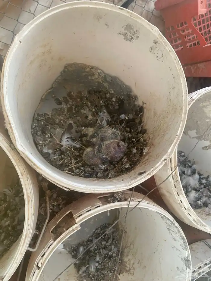 حمام عادي 3