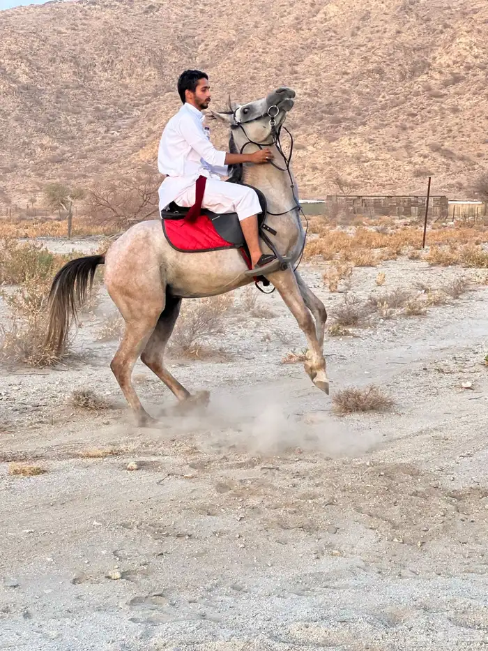 خيل شعبي للبيع 5