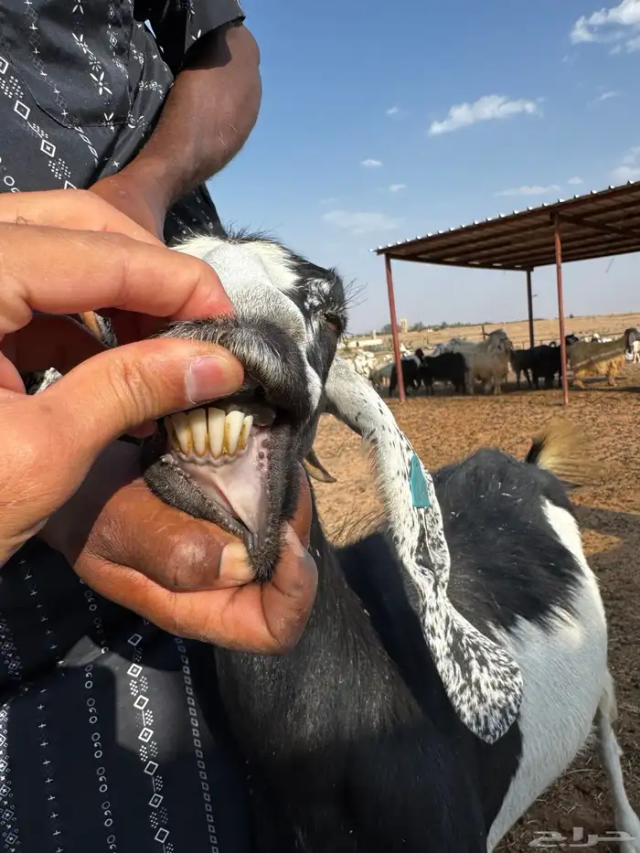 معزاء مراح 21