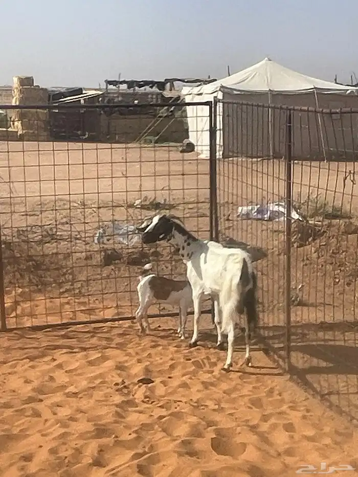 للبيع عنز متبع و تيوس ذبايح 1