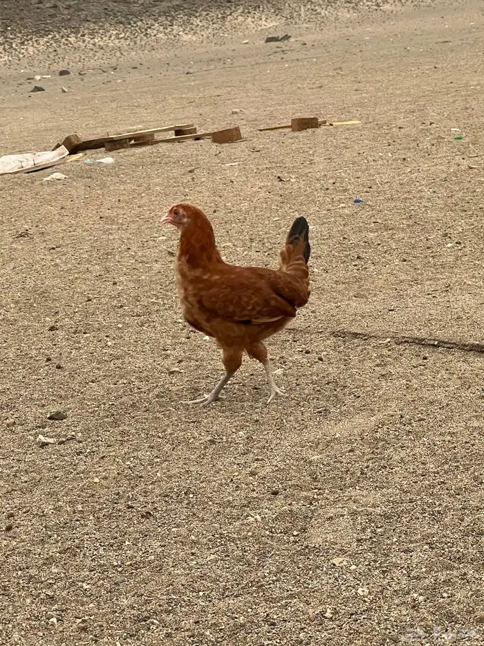 دجاج بلدي 12