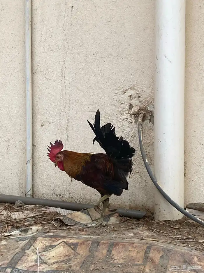 ديك عربي 10