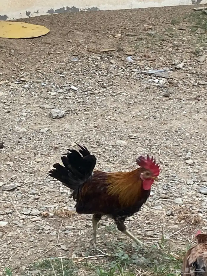 ديك عربي 18