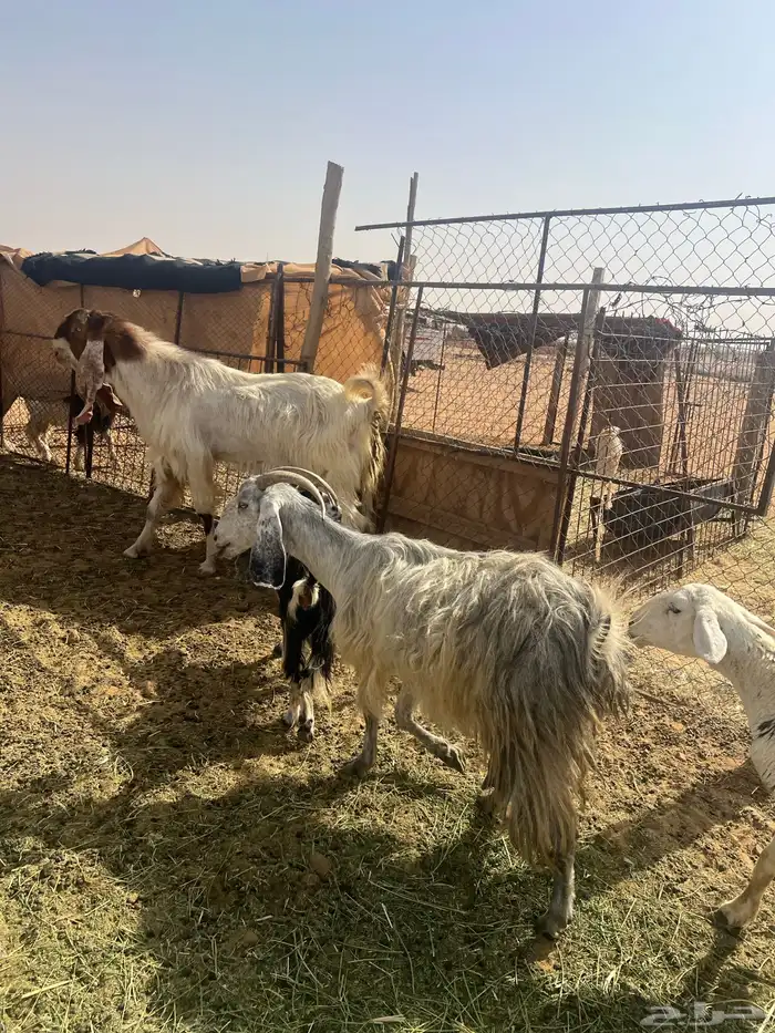 تبس فحل هولندي صنف 1