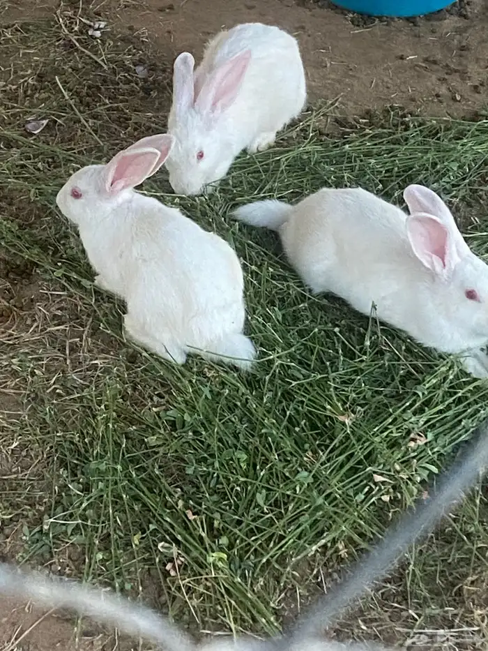 ذكور ارانب فرنسي 3