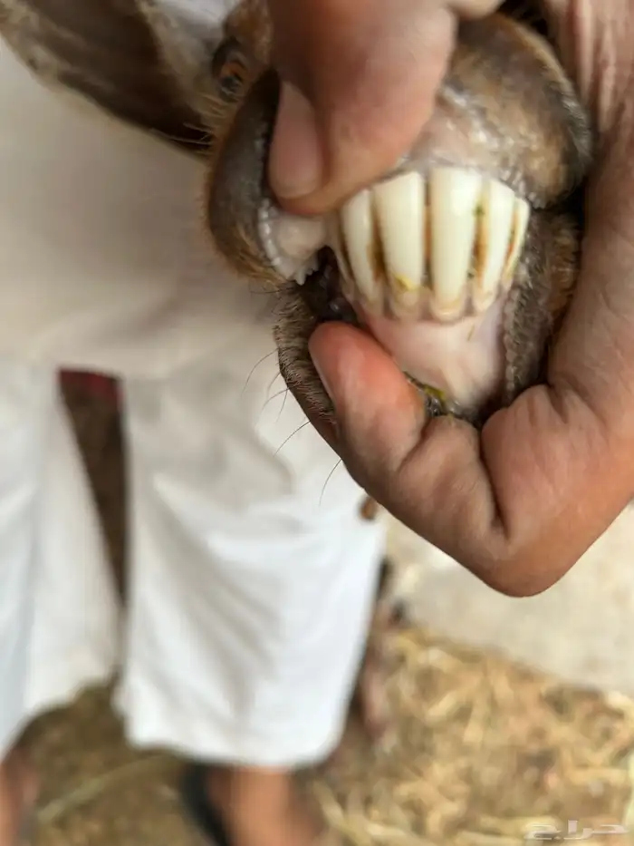 6ماعز جنوبيه 4