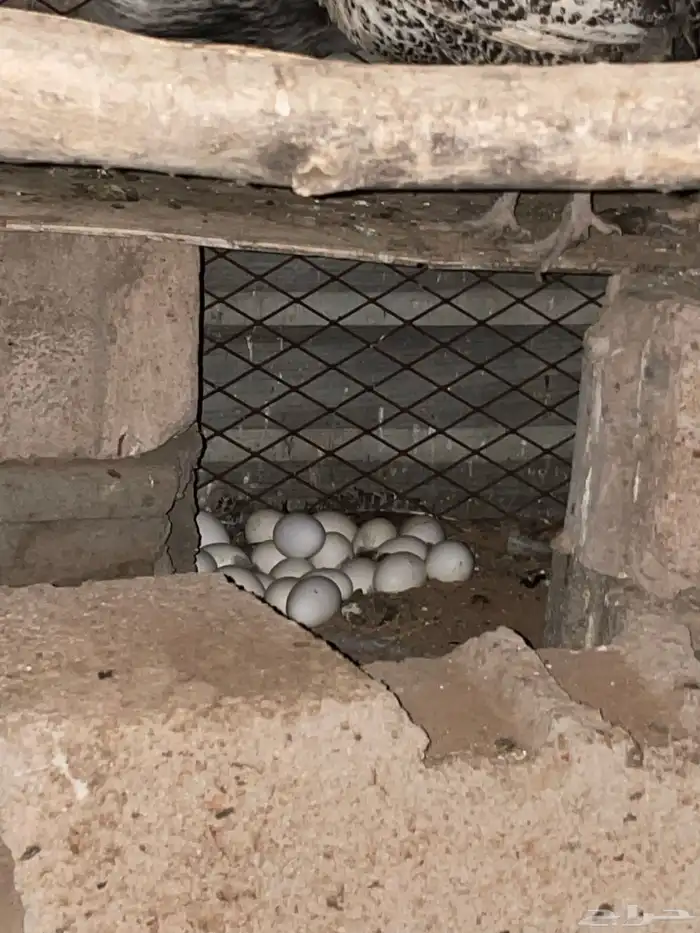 دجاج فيومي بياض وبصحة جيدة 2