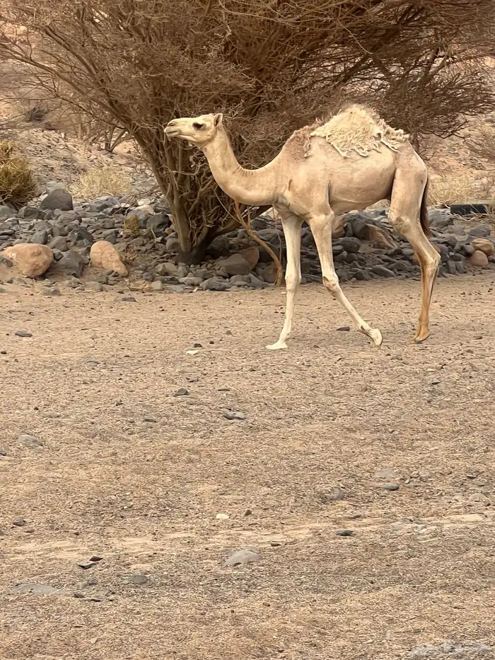 قعود للبيع 0