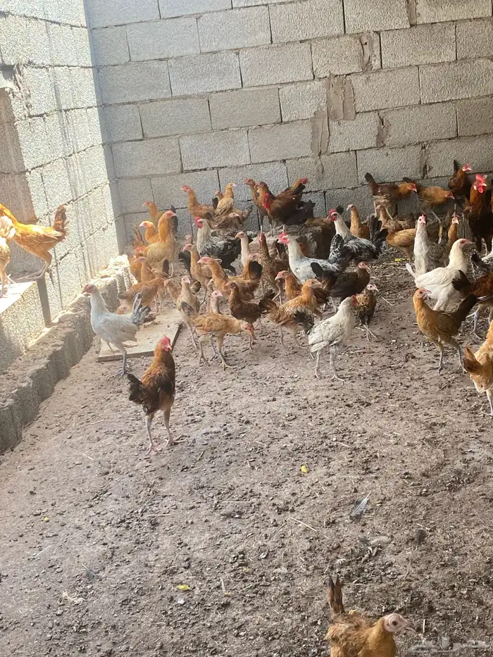 دجاج للبيع العداد تقريبن 70 13