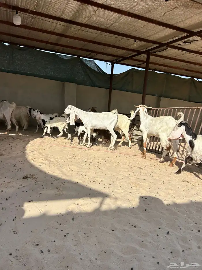 معزا رغايث 5  5شرط سن وديد واحده نفر 0