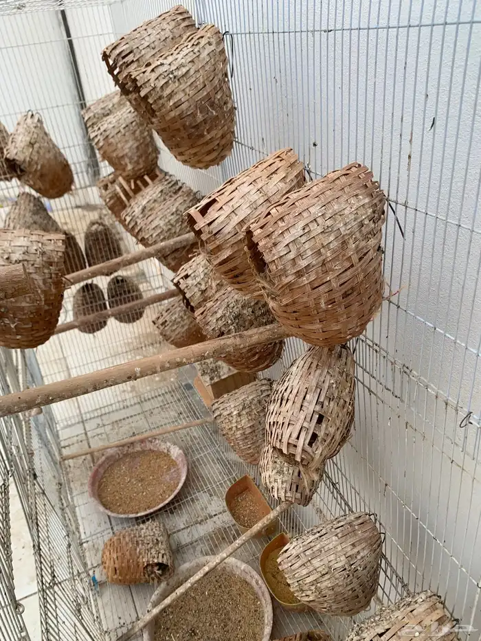 اعشاش زيبرا اكواخ وسعف 2