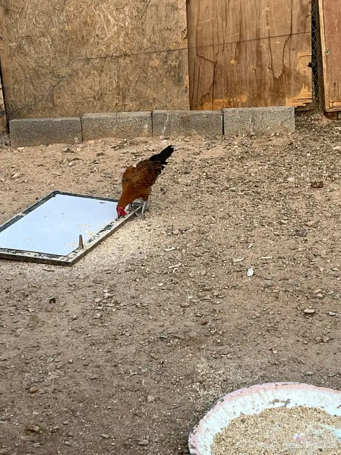 ديوك للبيع 0