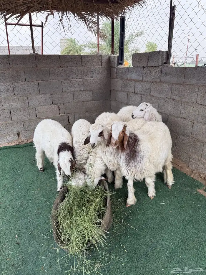 خرفان للبيع 0