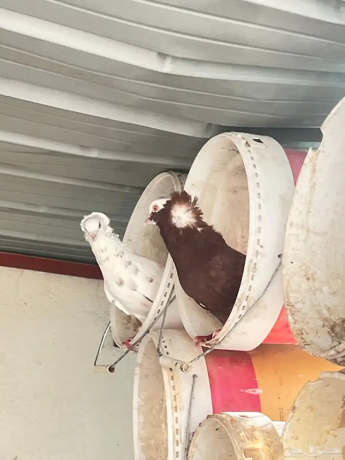 زوج و فروخه كبار عالسوم 1