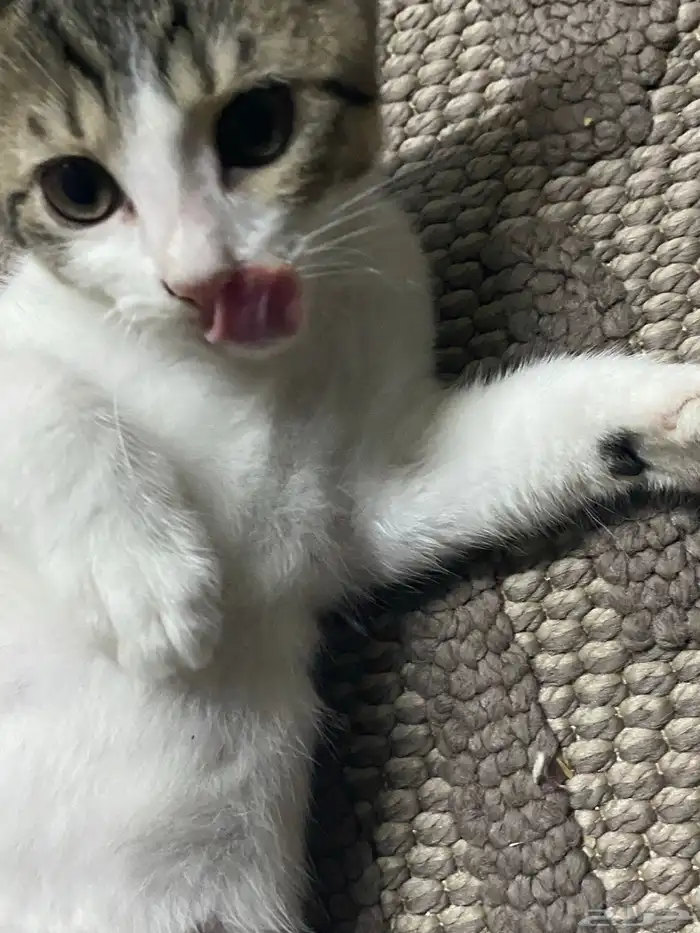 لتبني قطط 2