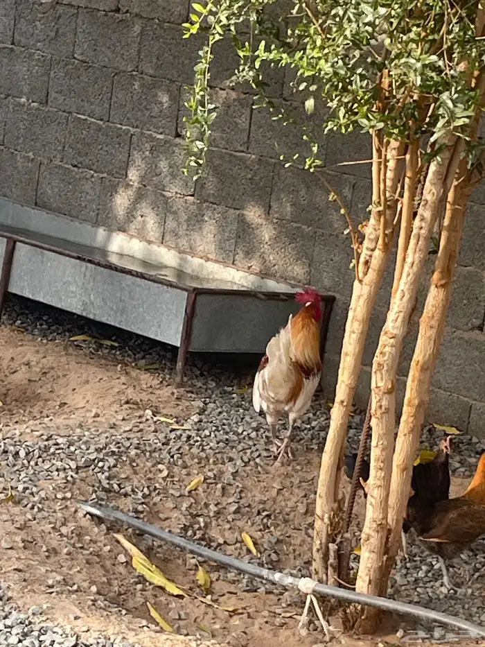 ديك كفووو مشروط 1