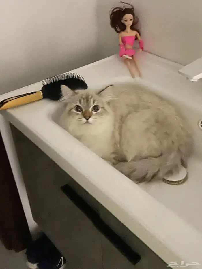 قطط 1