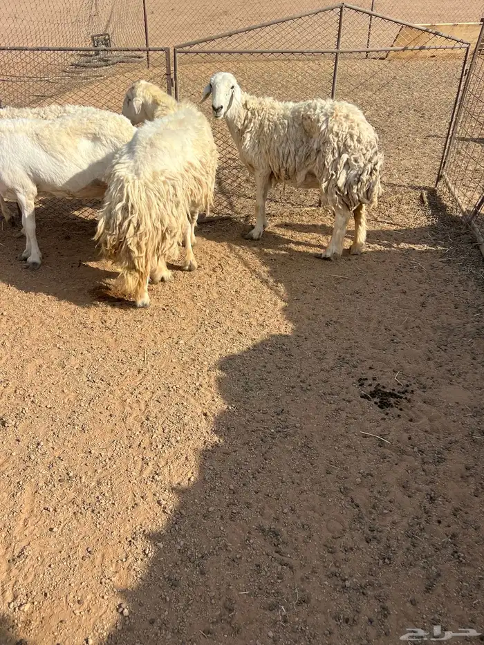 حريات للبيع 2