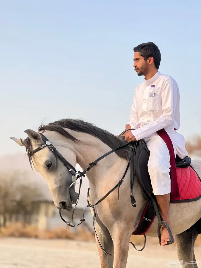 خيل شعبي للبيع 3