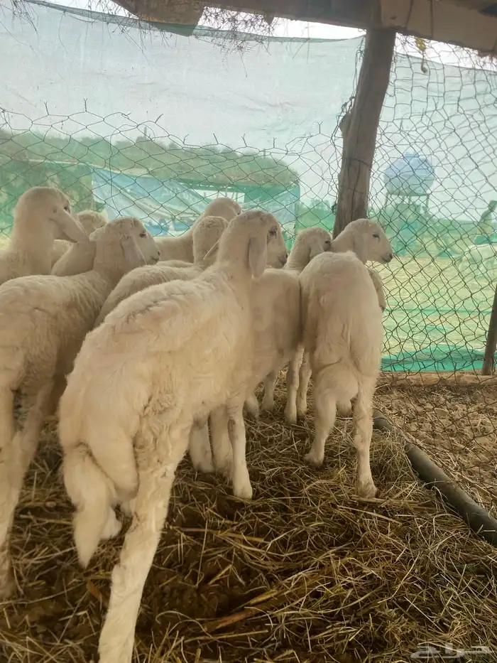 طليان حري فاخر 3
