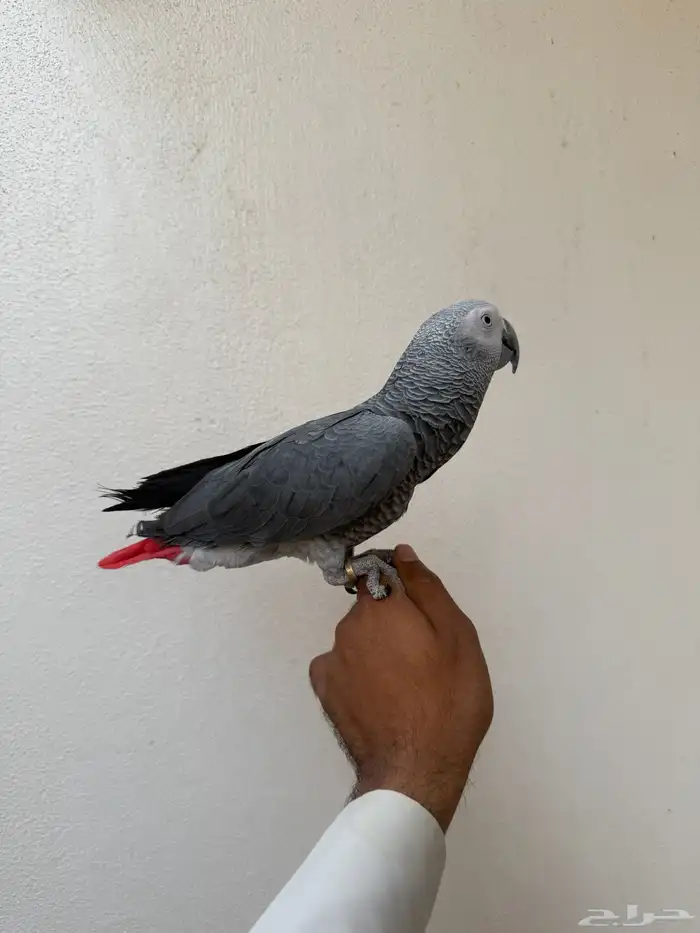 ببغاء كاسكو 2