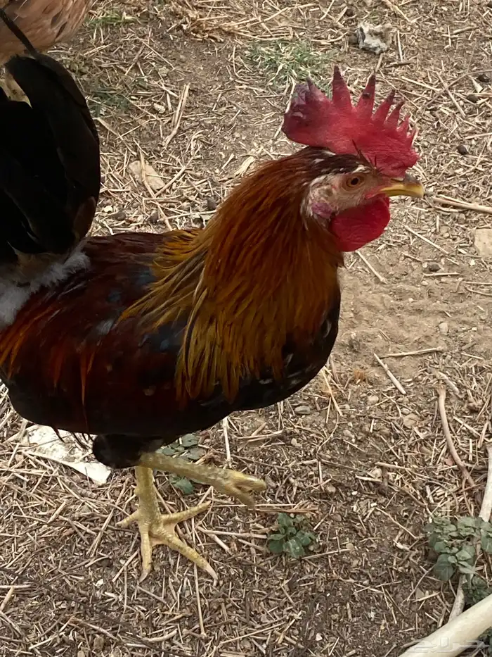 ديك عربي 17