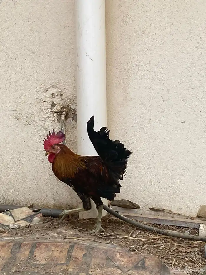 ديك عربي 9