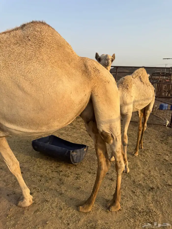 خلفه سودانيه 2