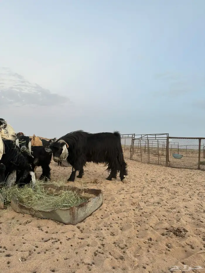 لبيع معزا مراح العدد 65 معها 9 بهم والباقي مضاريع وصح شرط 2