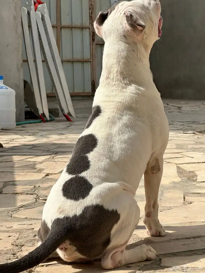 كلب أمريكان بولي ذكر 18