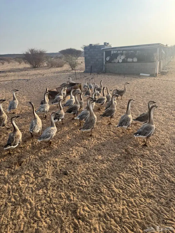 طيور وز عراقي وبط سوداني 0