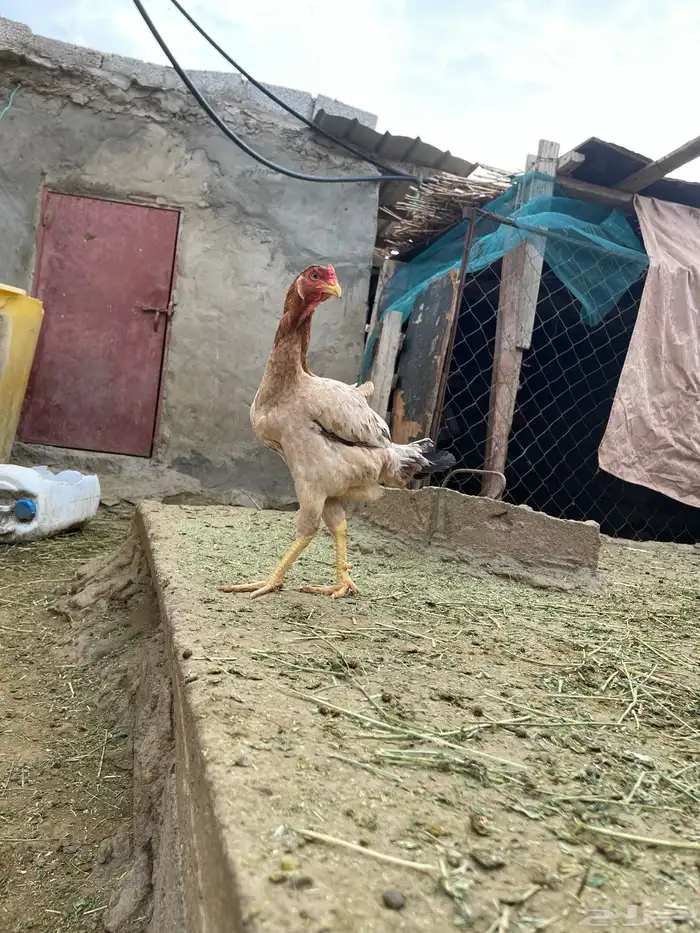 دجاج باكستاني 1