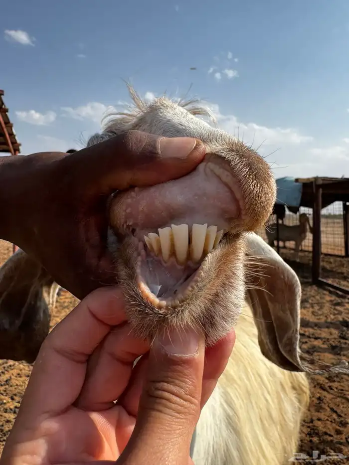 معزاء مراح 5