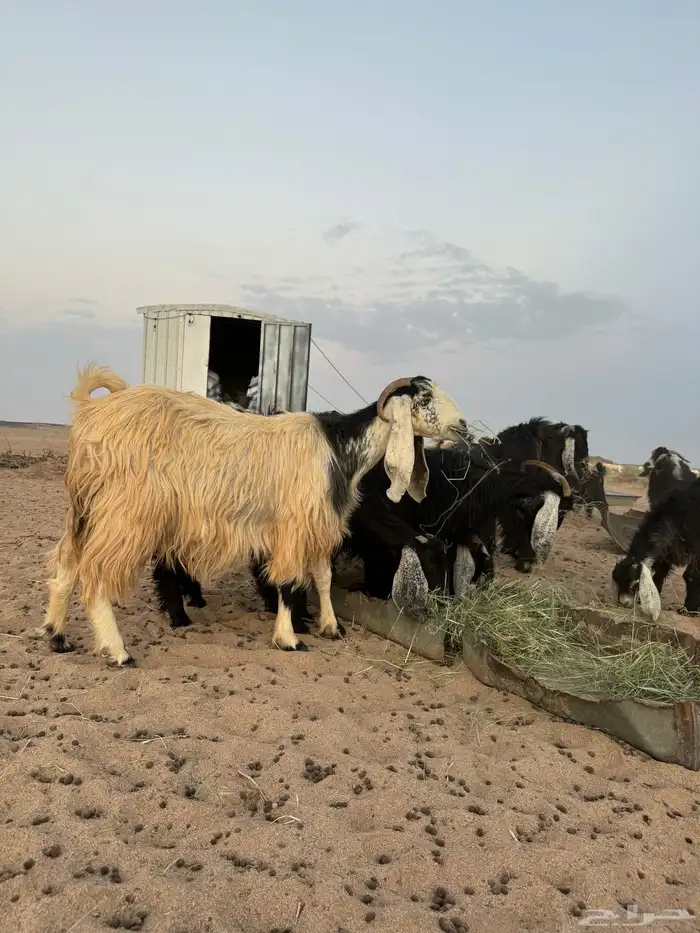 لبيع معزا مراح العدد 65 معها 9 بهم والباقي مضاريع وصح شرط 0