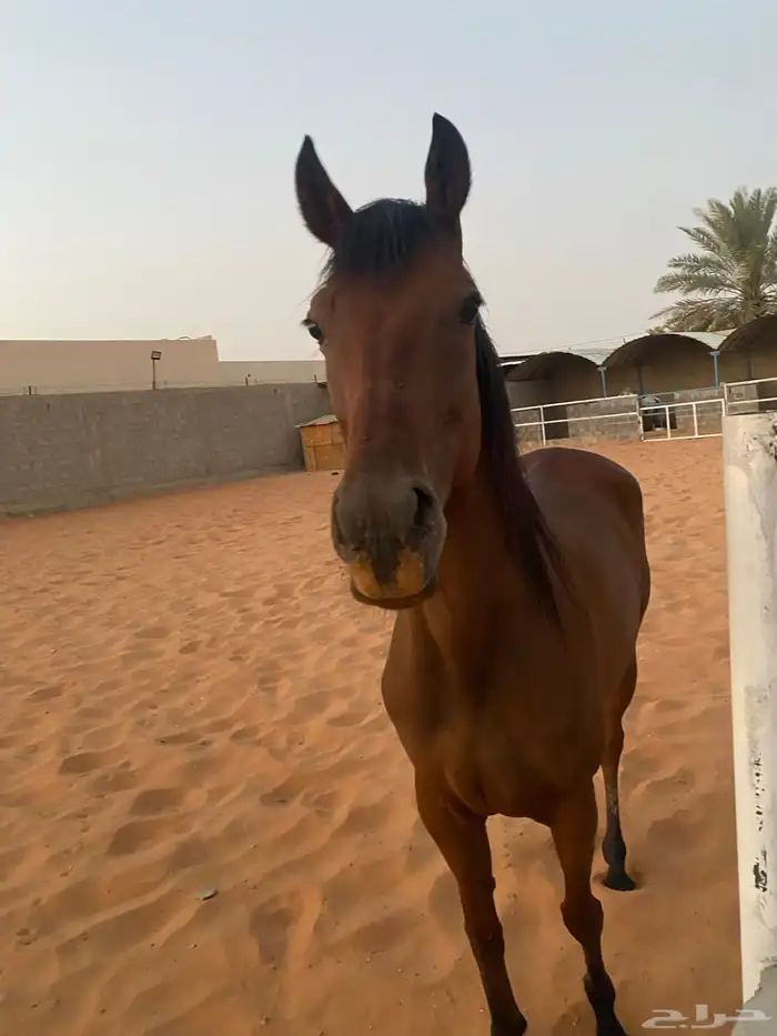 حصان 2