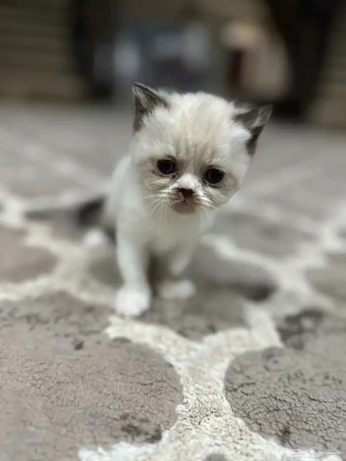 قطط سكوتش 9