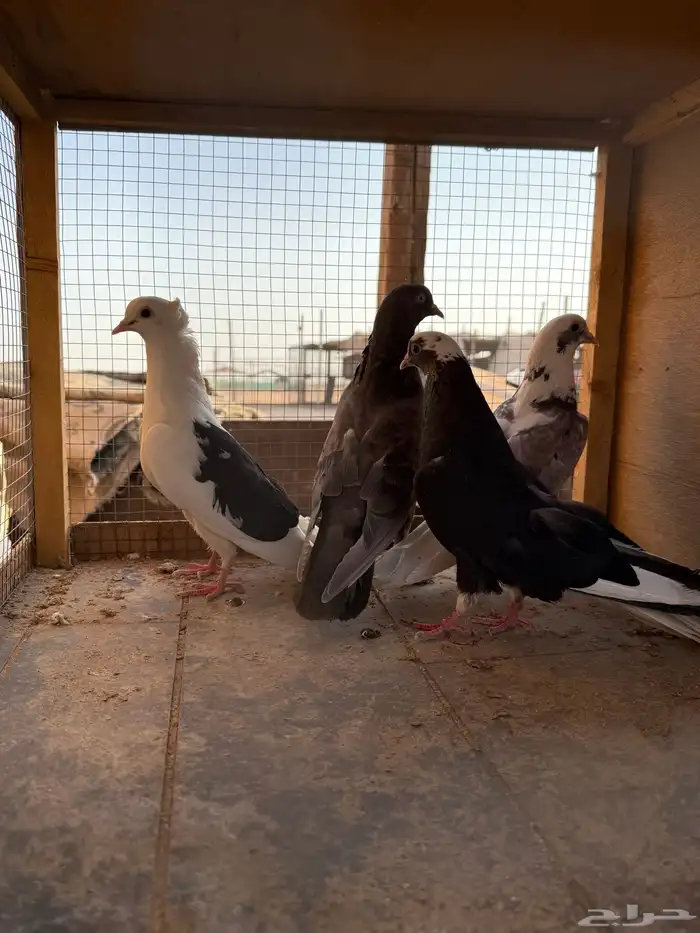 حمام قطايف 0
