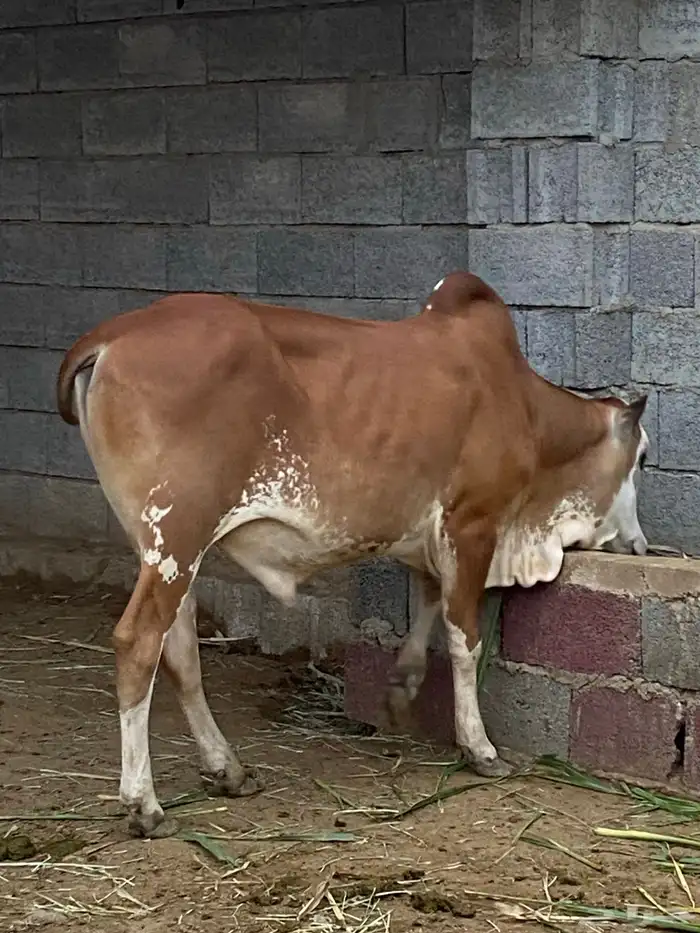 حسيل او مشروع فحل 1