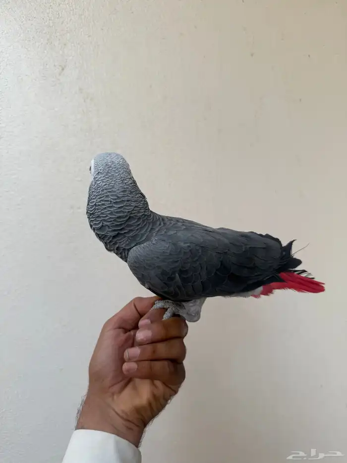 ببغاء كاسكو 3