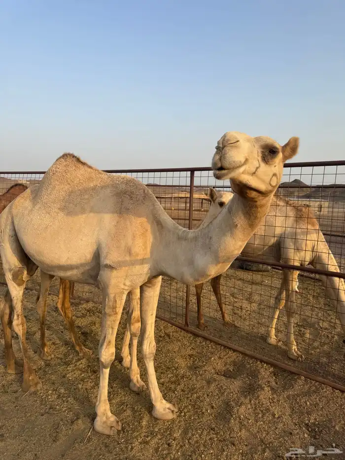 خلفه سودانيه 4