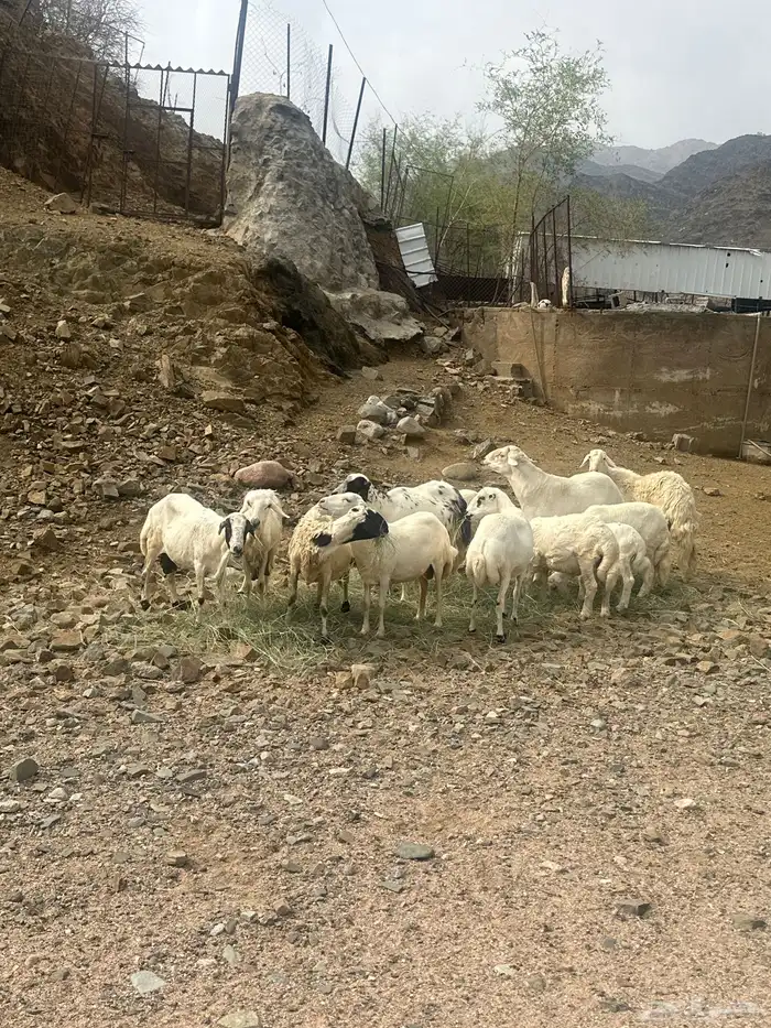 رخال 1