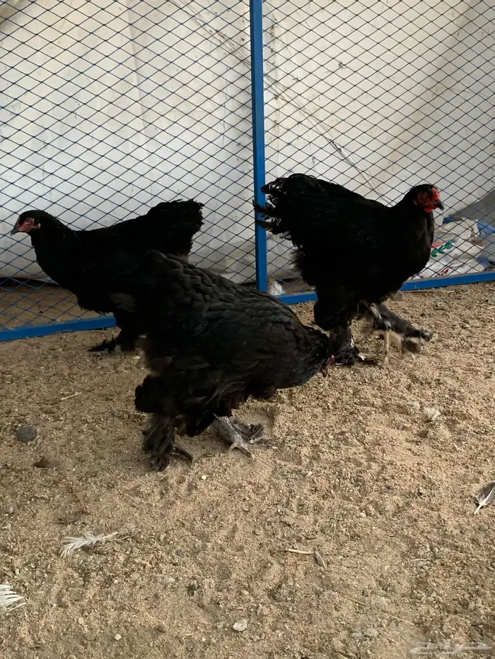 طقم براهما 1