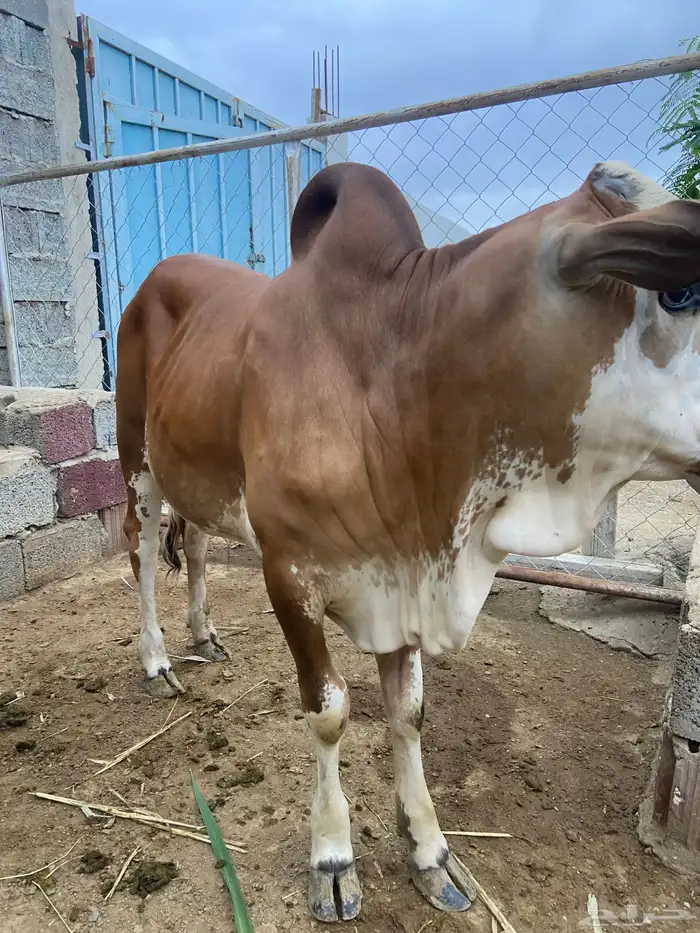 حسيل او مشروع فحل 2