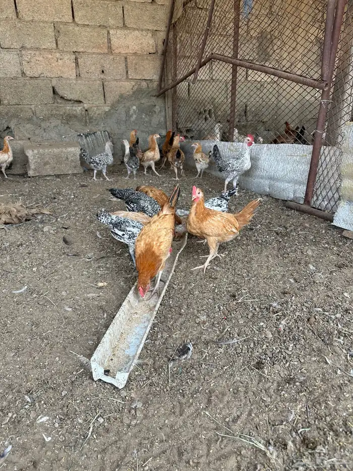 دجاج بلدي 3