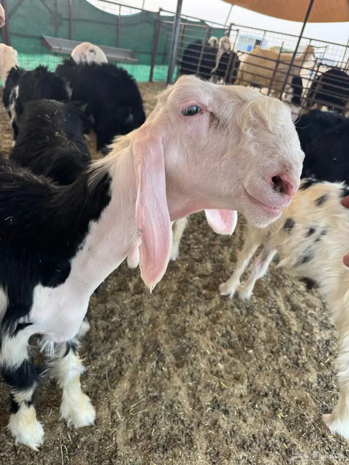 طلي نجدي معرف تم البيع 1