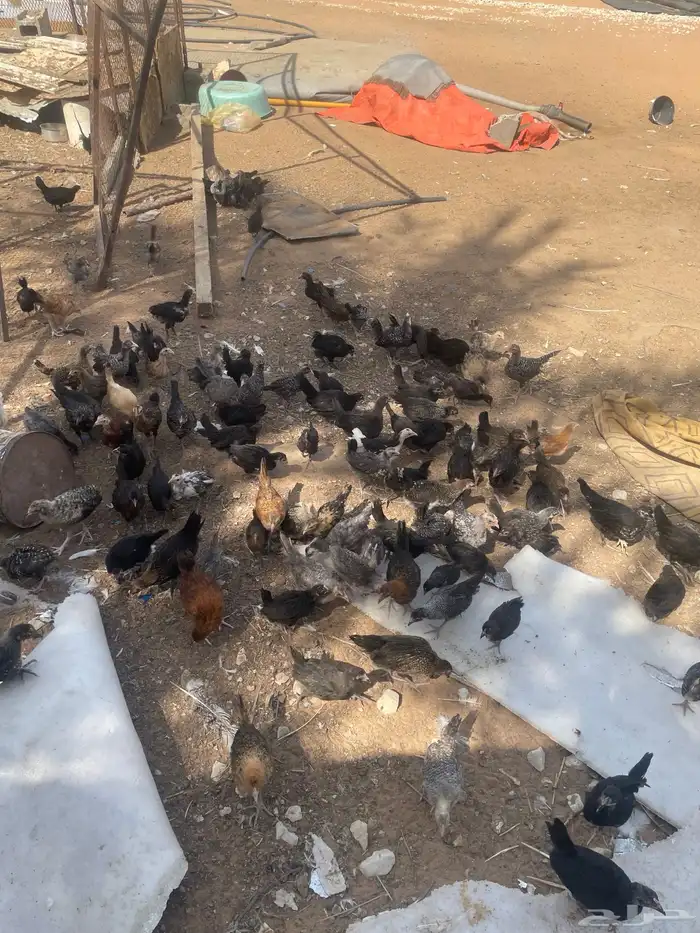 دجاج بلدي 0
