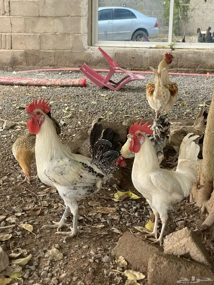 السلام عليكم ورحمت الله و بركاته اعرض لكم ديكين حبشي و بلدي 1