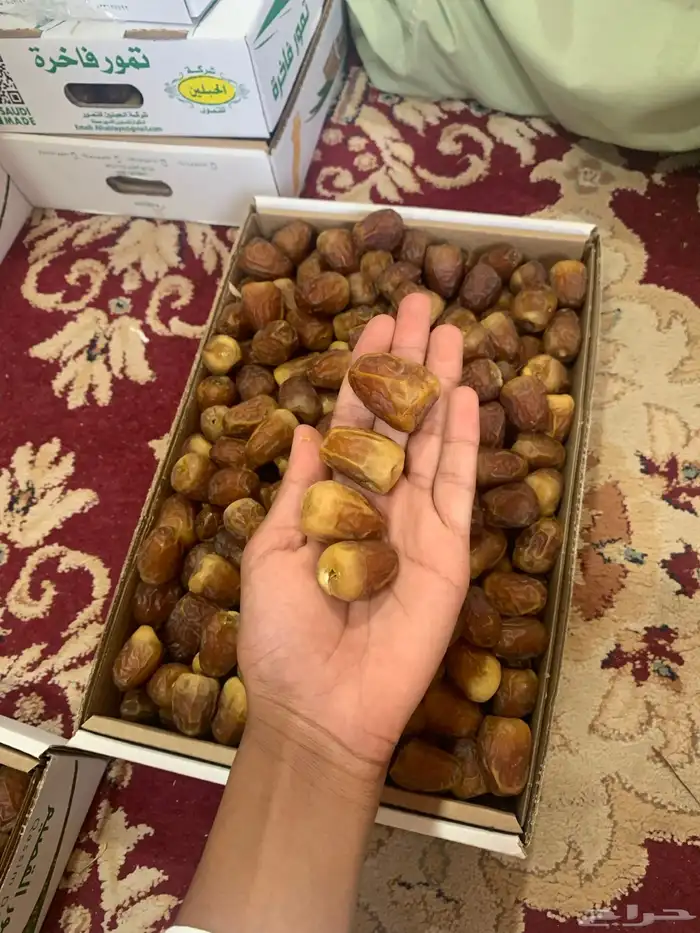 تمر تمور فاخرة 13