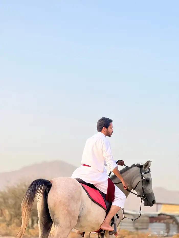 خيل شعبي للبيع 4